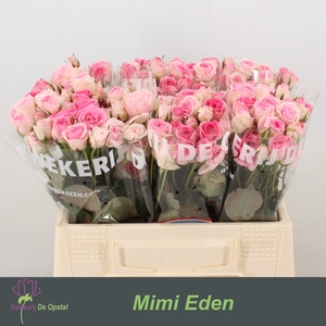 R tr Mimi Eden