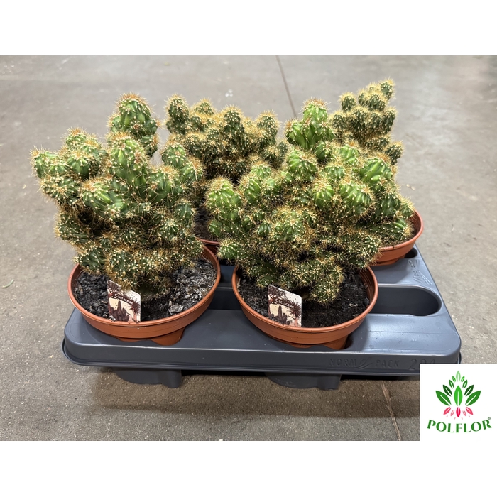 <h4>Cactus mix 15Ø 35cm</h4>