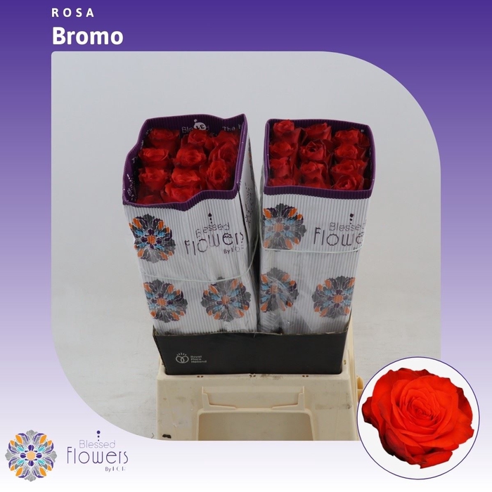 <h4>Rosa gr Bromo</h4>