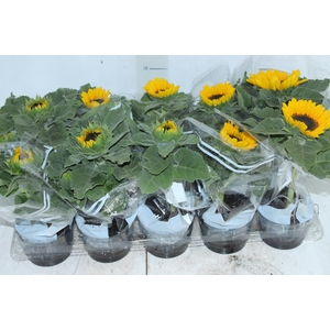 GIRASSOL MINI SUN BRIGHT P11