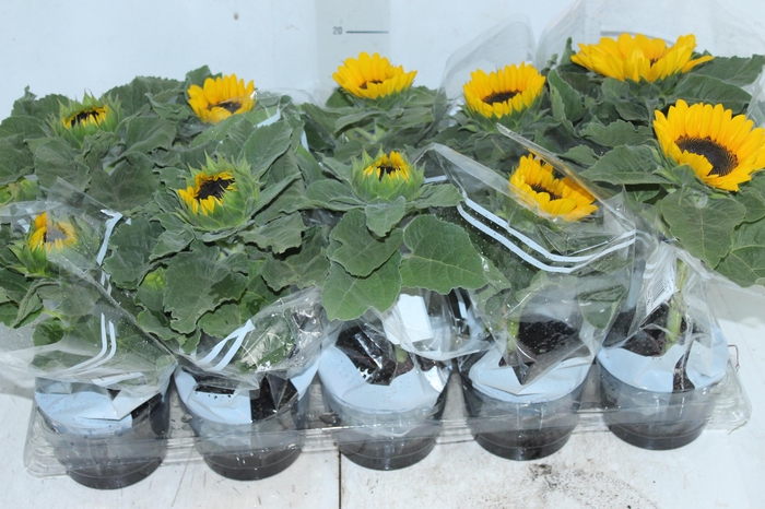 <h4>GIRASSOL MINI SUN BRIGHT P11</h4>