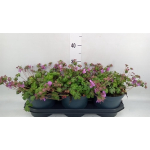 Geranium cantabrig. 'Karmina'