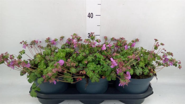 <h4>Geranium cantabrig. 'Karmina'</h4>