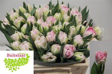 <h4>Tu Du Foxtrot</h4>