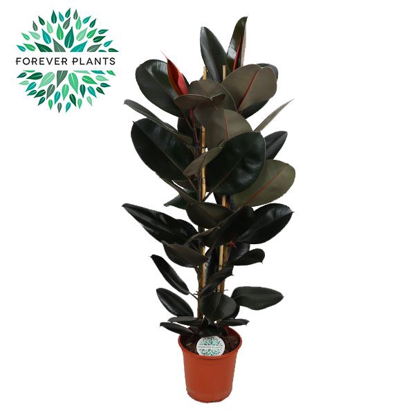 <h4>Ficus Elastica Abidjan</h4>