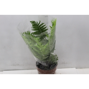 CYATHEA MEDULLARIS P17