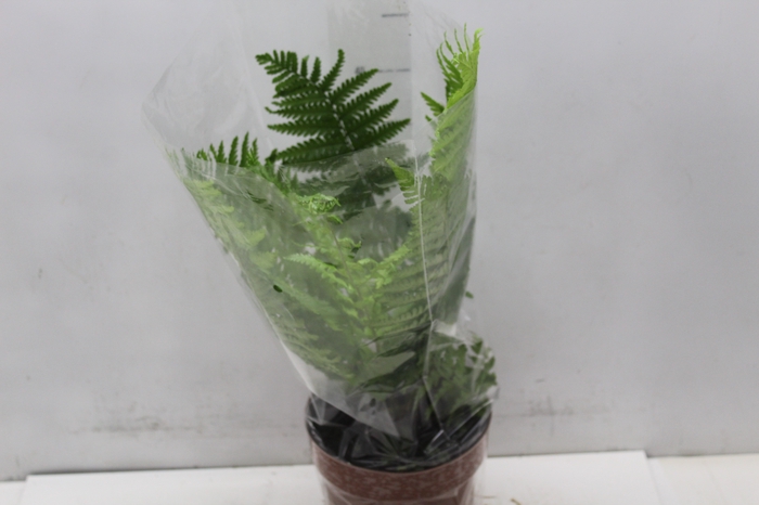 <h4>CYATHEA MEDULLARIS P17</h4>