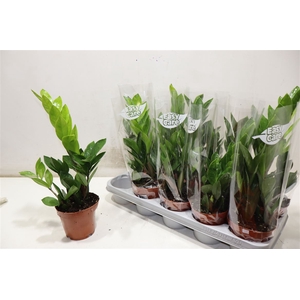 Zamio Zamiifolia