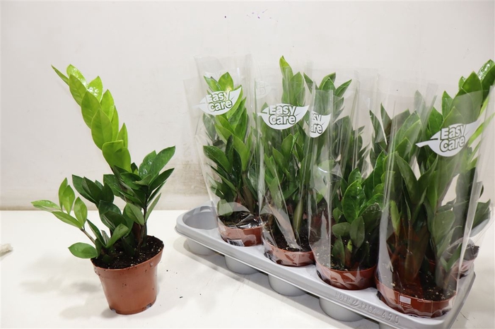 <h4>Zamio Zamiifolia</h4>
