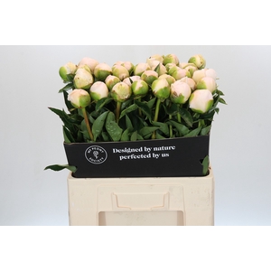Paeonia Princess Bride