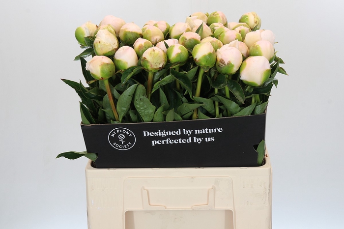 <h4>Paeonia Princess Bride</h4>