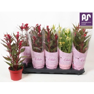 CEL CR HOT TOPIC GEM