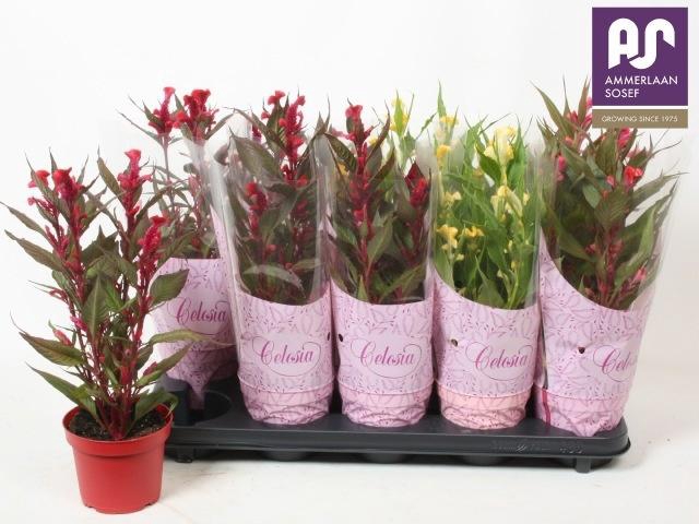 <h4>CEL CR HOT TOPIC GEM</h4>