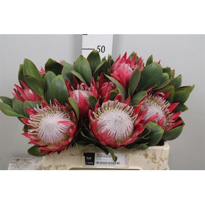 Protea Cynaroides Clare