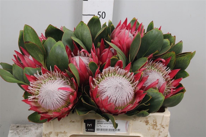 <h4>Protea Cynaroides Clare</h4>