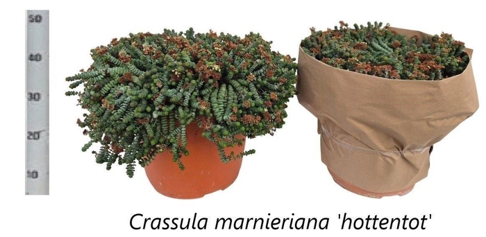 <h4>CRASS MARNIERIANA</h4>