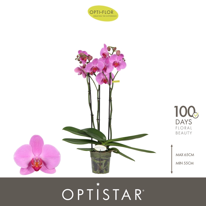 <h4>Optistar Yoko 3 spike</h4>