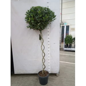 Laurus nobilis