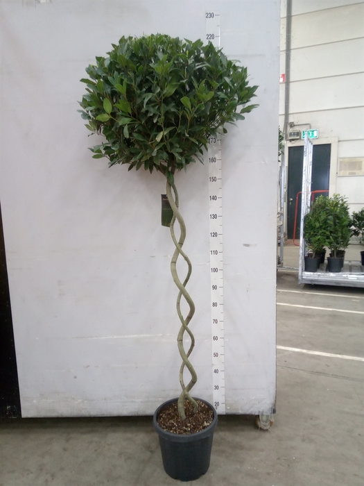 <h4>Laurus nobilis</h4>