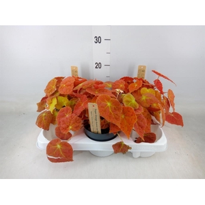 Begonia BD   ...