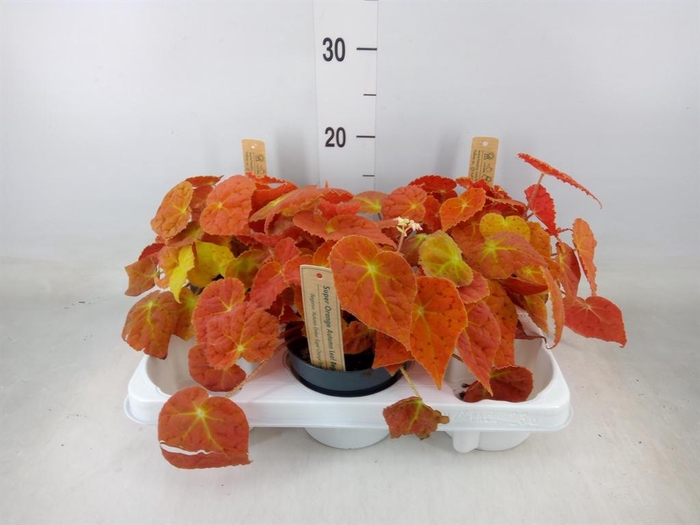 <h4>Begonia BD   ...</h4>