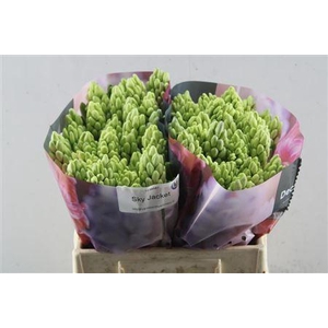 Hyac Sky Jacket (noort)