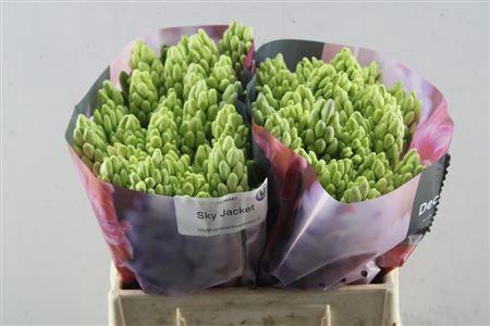 <h4>Hyac Sky Jacket (noort)</h4>