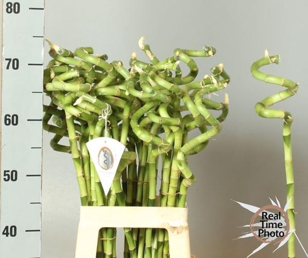 <h4>DRAC S LUCKY BAMBOO</h4>
