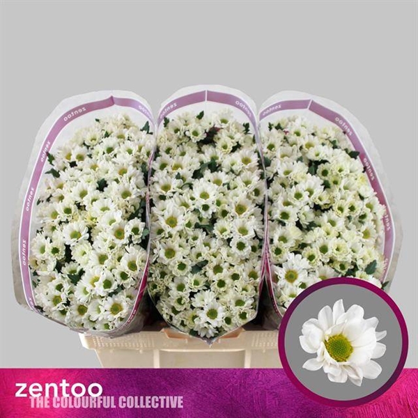 <h4>CHR SAN ROSSI WHITE</h4>