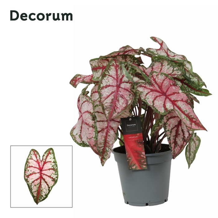 <h4>Caladium Bicolor (Decorum)</h4>