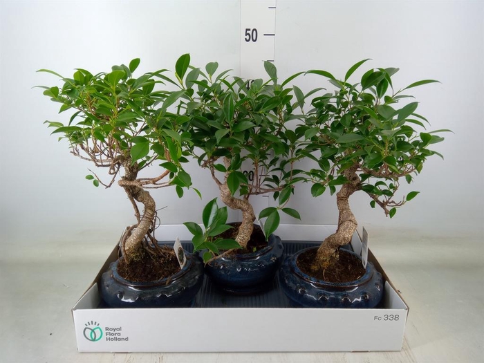 <h4>Bonsai   ...mix</h4>