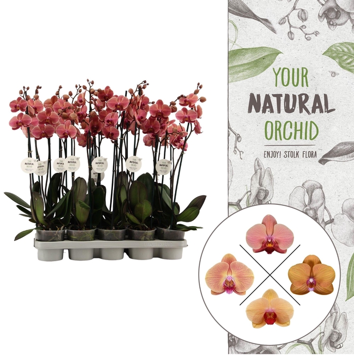<h4>Your Natural Orchid | Orange | Phalaenopsis 2 spike</h4>