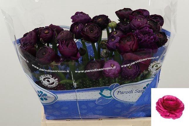 <h4>RAN SU SHERRY</h4>