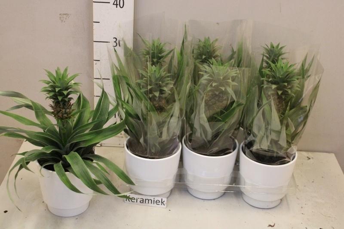 <h4>ANANAS MI AMIGO</h4>