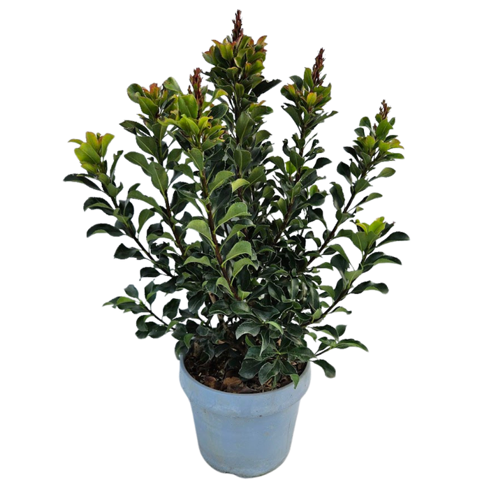 <h4>Rhaphiolepis umbellata</h4>