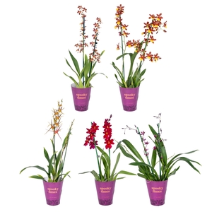 ORCHIDEEEN OVERIG