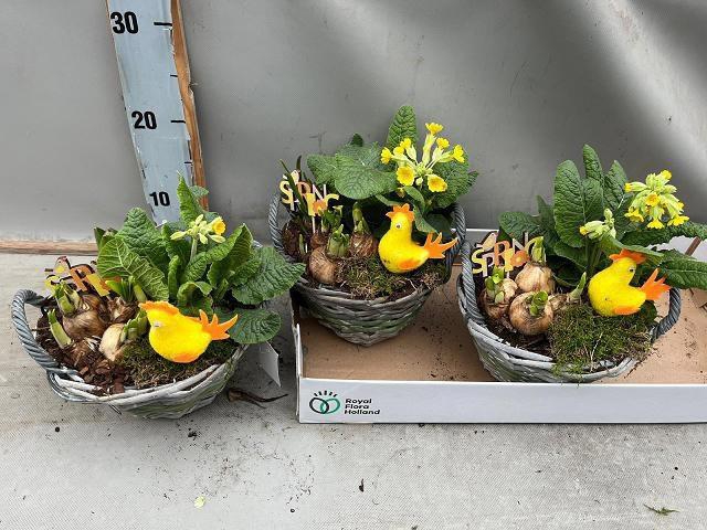 <h4>ARR BOL KNOLGEWAS</h4>