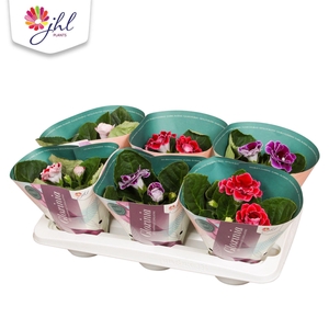 Gloxinia Brocade Standaard