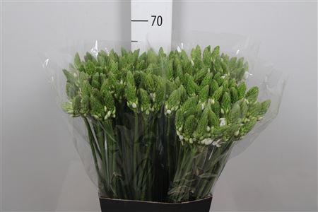 <h4>Ornit Thyrsoides</h4>