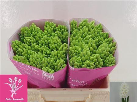 <h4>Hyac Top White</h4>