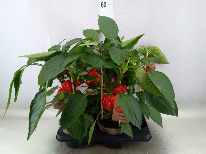 <h4>Capsicum annuum   ...paprika</h4>