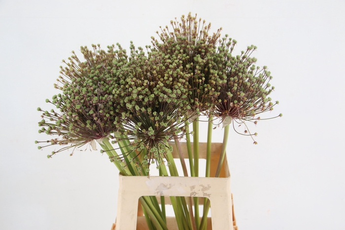 <h4>ALLIUM SEEDS</h4>