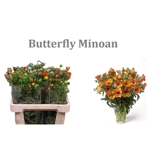 Ran Butterfly Minoan