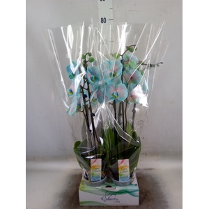 Phalaenopsis   ...