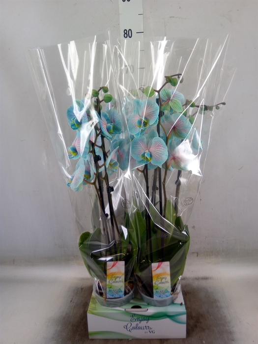 <h4>Phalaenopsis   ...</h4>