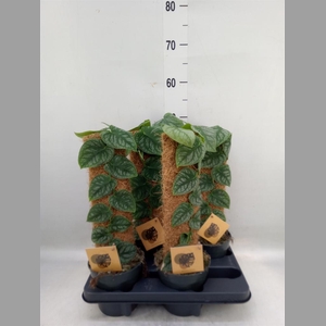 Monstera dubia    ...juveniel