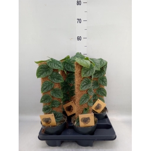 Monstera dubia    ...juveniel