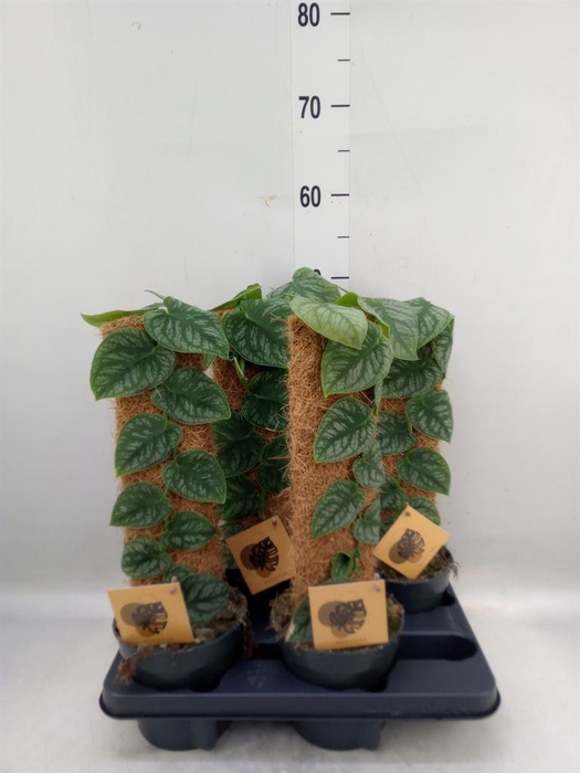 <h4>Monstera dubia ...juveniel</h4>