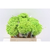 Dried Glixia Light Green Bunch