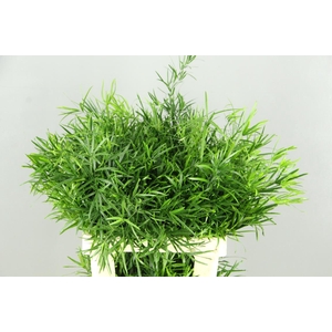 Asparagus Falcatus